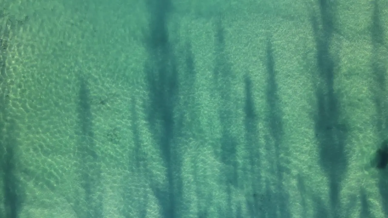 Unique view of trees casting silhouette shadows over smooth rippling ocean waters