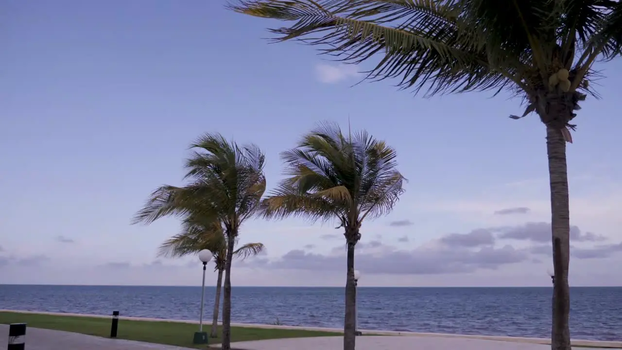 Palm Trees at a fancy Mexican Resort