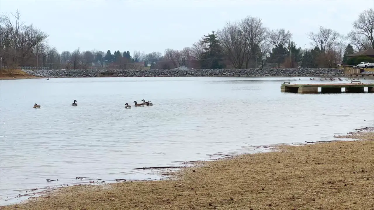 Flock of geese in pond or lake during cloudy day