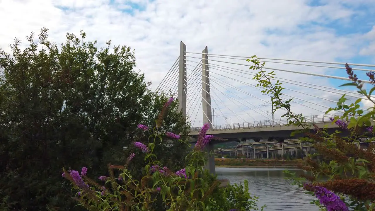 4K Portland Oregon boom up from behind lavendar flowers to reveal Tilikum Crossing Bridge over Willamette River with mostly cloudy sky