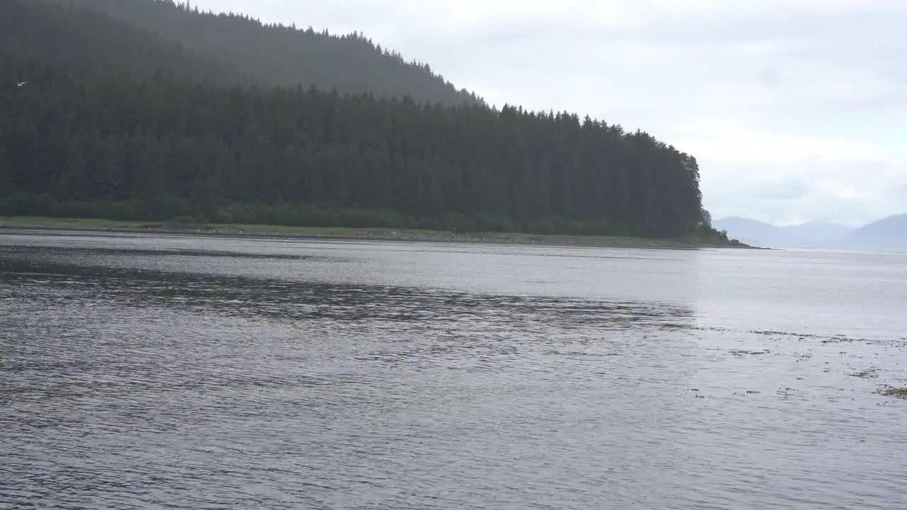 boating through a large forest full of trees