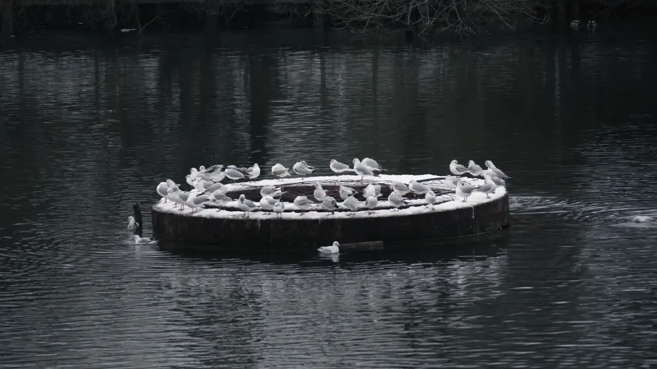 Slow motion static shot of many gulls sitting in a circle on a lake