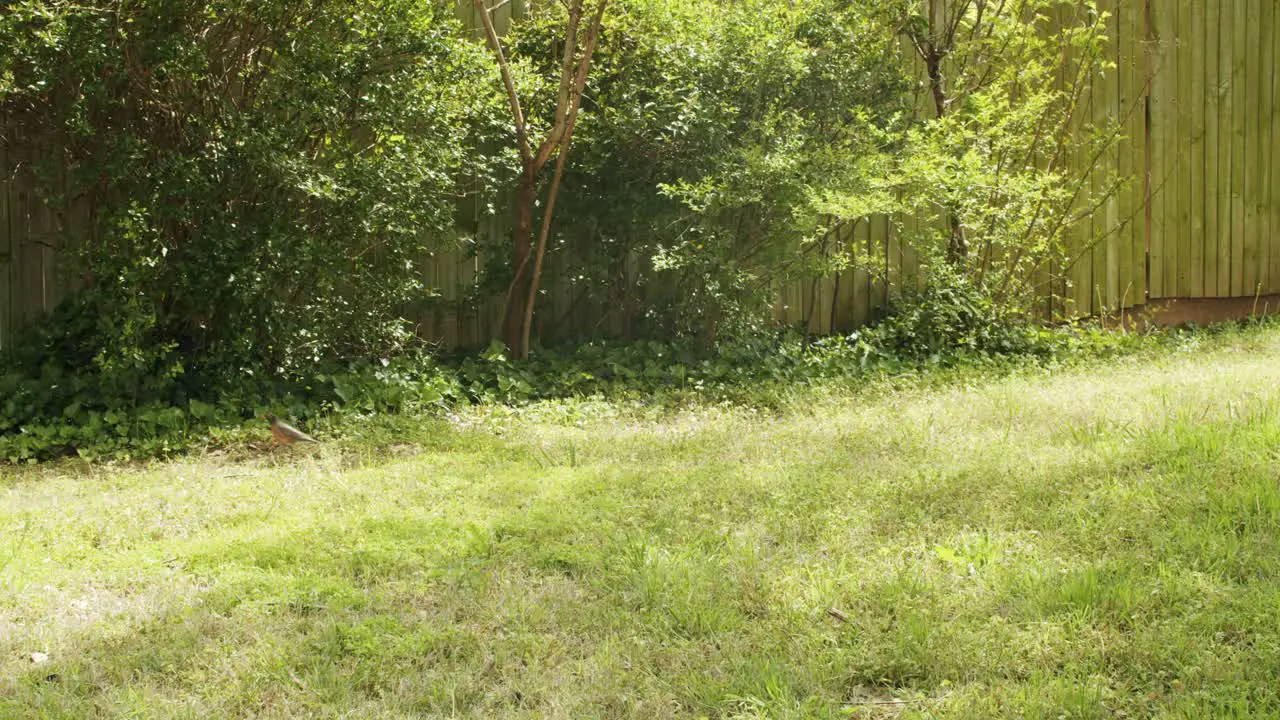 A bird explores the springtime green backyard