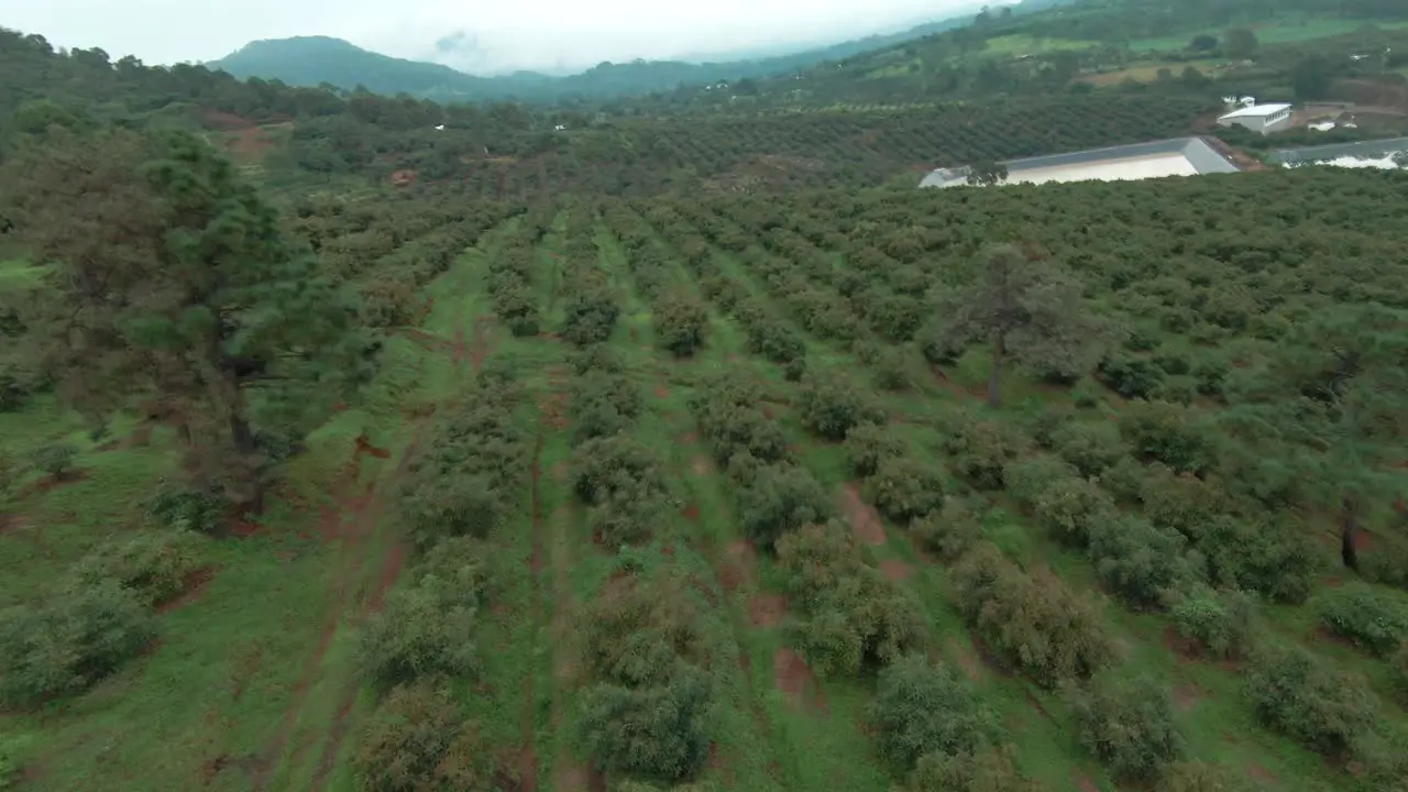 FPV DRONE AVOCADO FARMS IN MICHOACAN