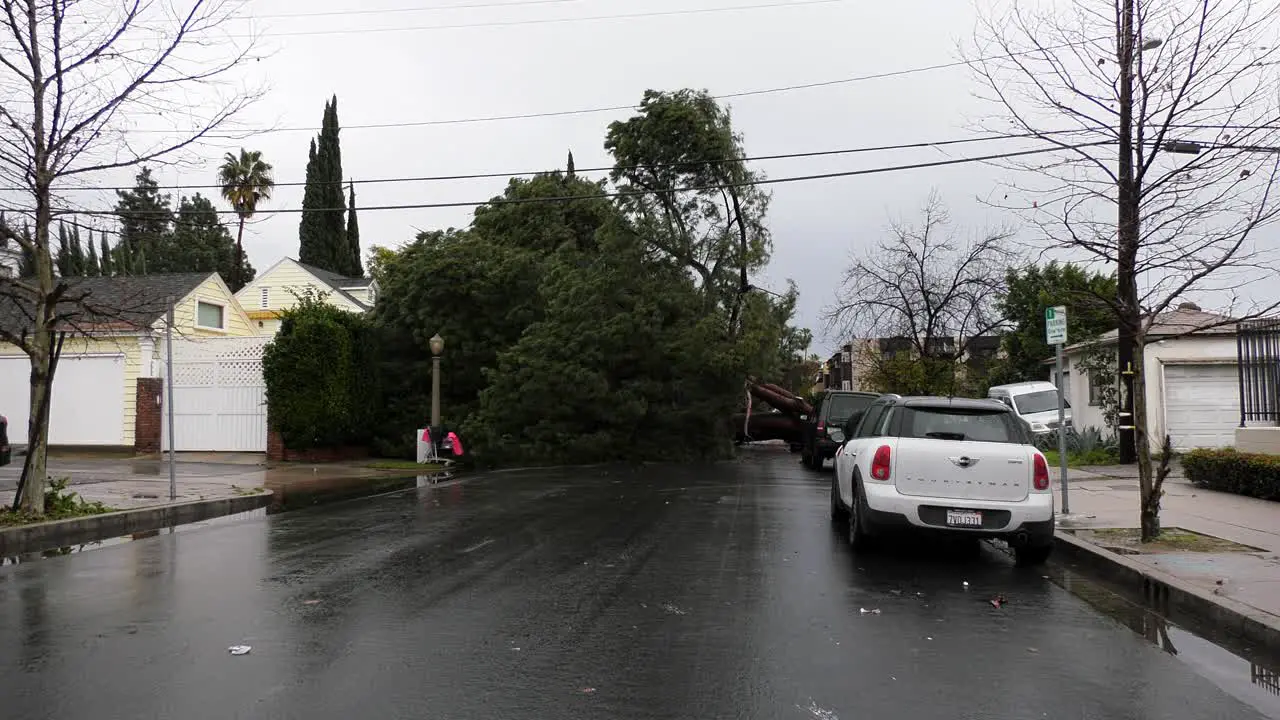 tree falls down on local road