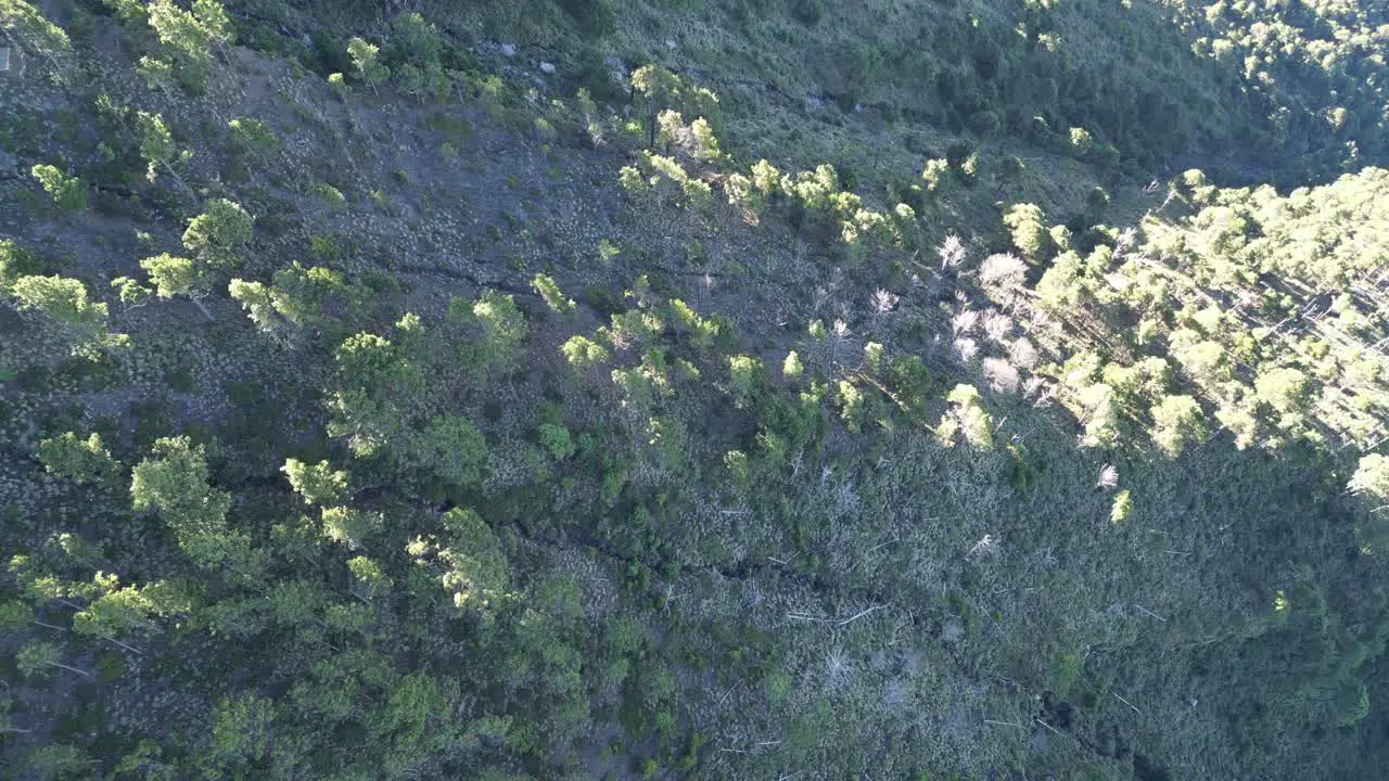 Drone top view in Guatemala flying over a mountain covered by green trees forest at sunrise