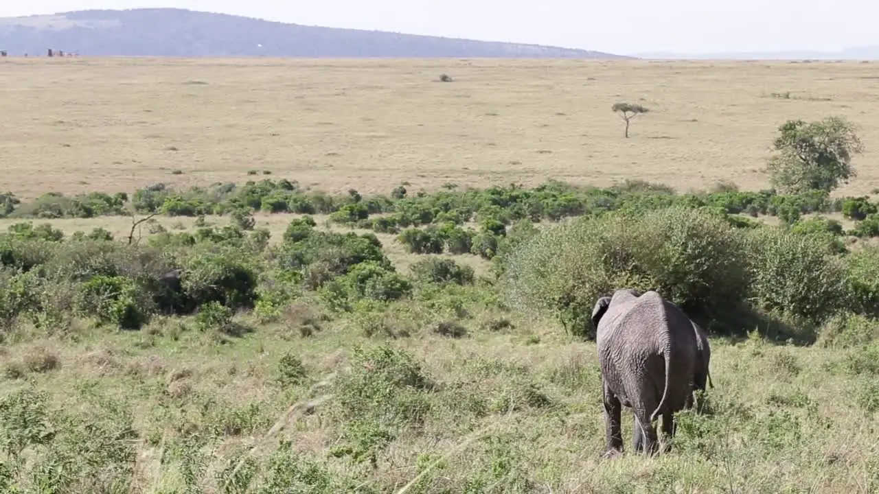 a clip about an elephant standing an grass landscape