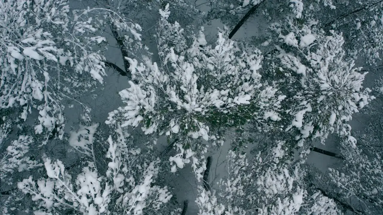 Aerial view frozen forest with snow-covered spruce and pine trees