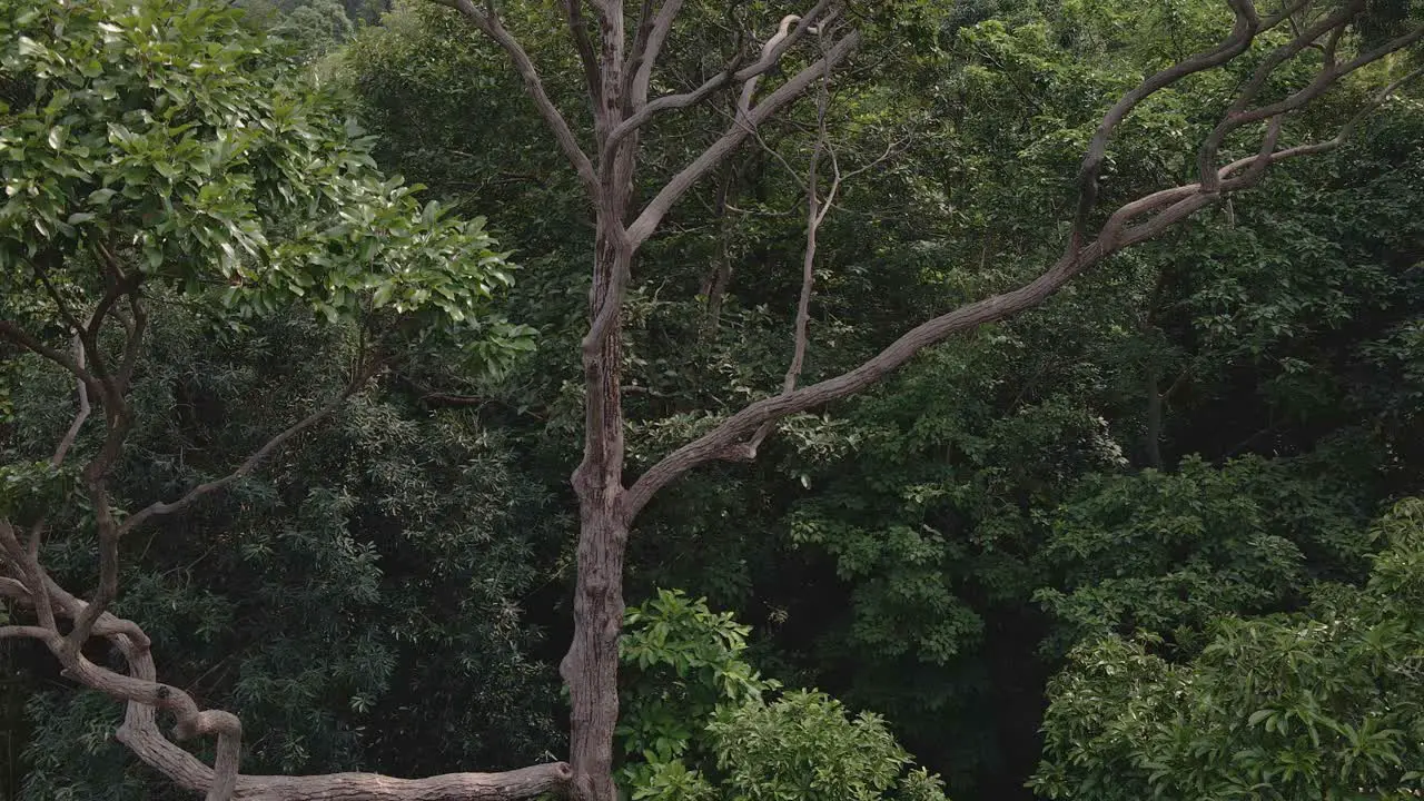 Aerial ascending drone shot of a tropical big tree with spiraling branches in a lush green tropical exotic rain forest jungle on a Island in Thailand