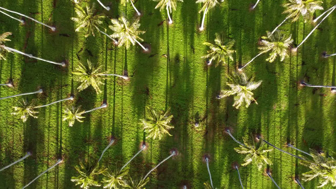 Cinematic ascending aerial footage of Coconut palm trees