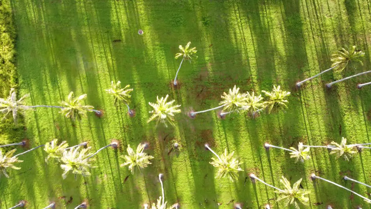 Cinematic top down aerial footage of Coconut palm trees