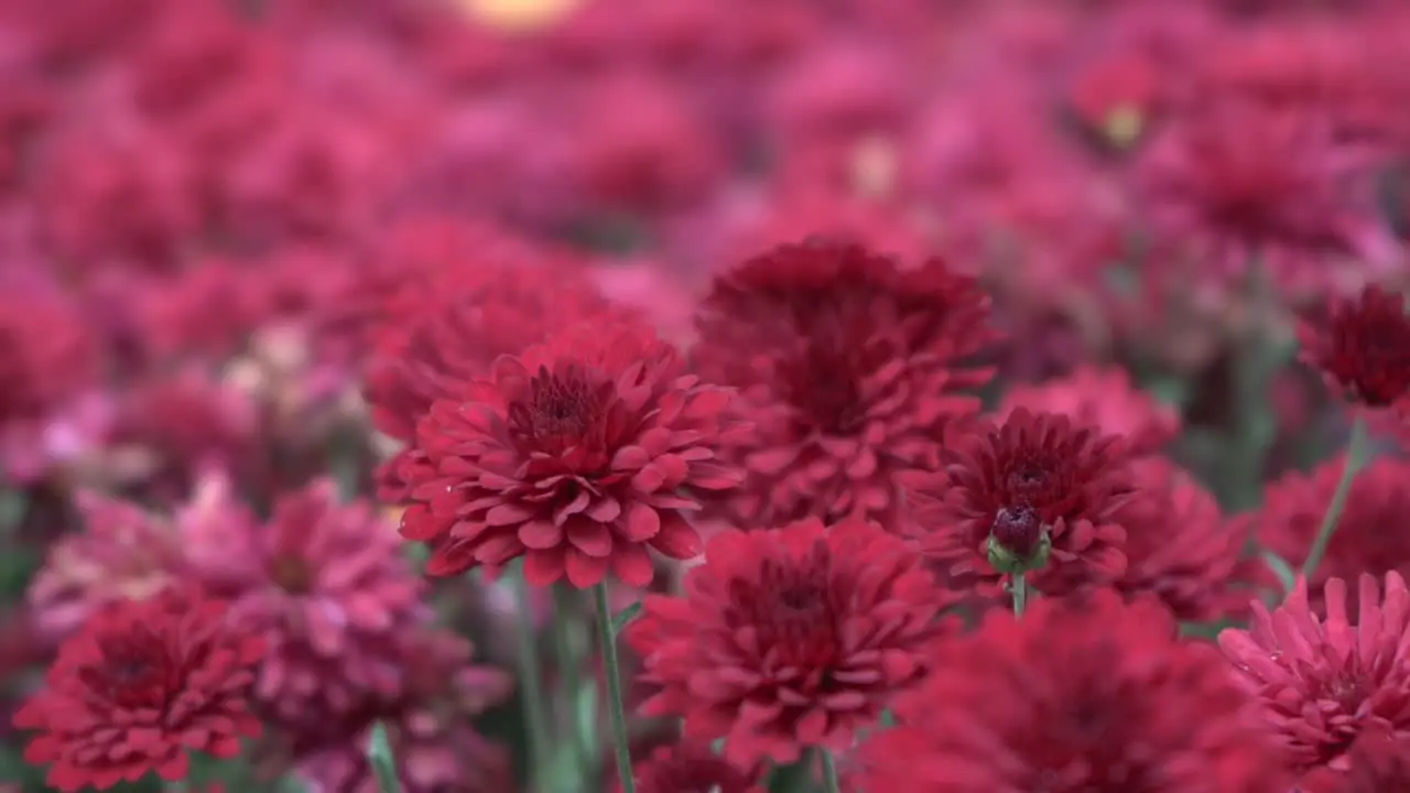 Close up of beautiful red flower during autumn