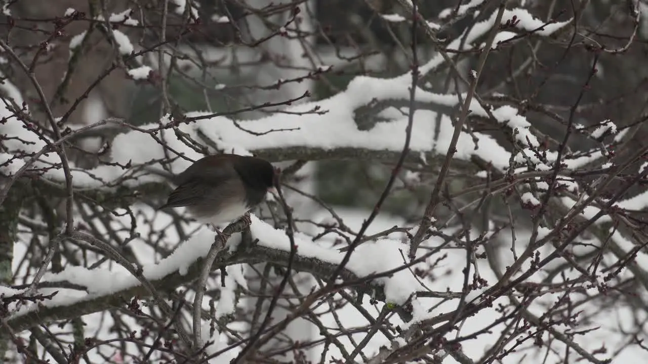 A Dark-eyed junco bird resting on snow-covered branches during a light snowfall in Canada