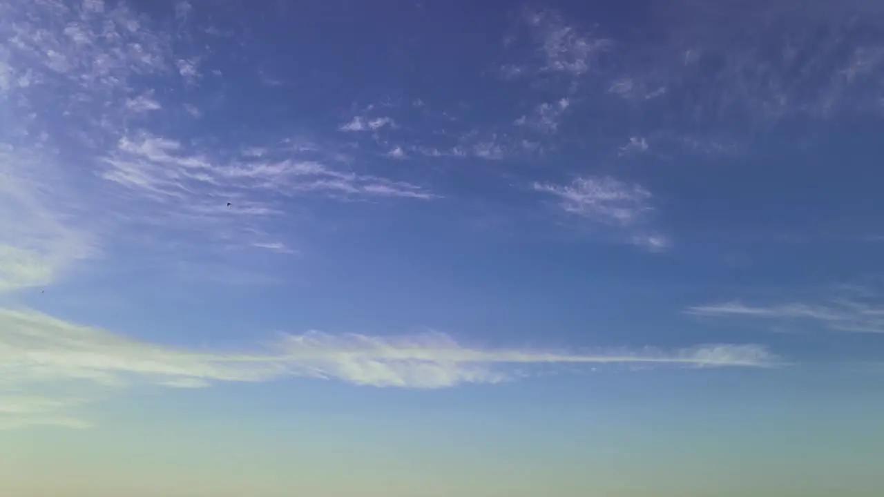 Lots of fast swallow birds flying quick across calm blue sky cloudscape scene