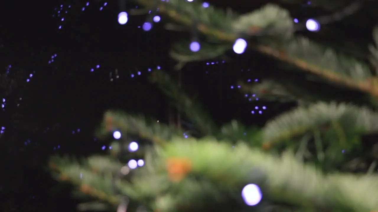 Pull Focus Close-Up Christmas Tree Branches with LED String Lights and Bokeh