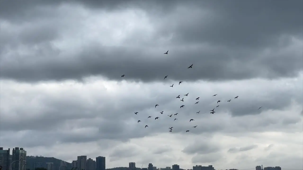 Flock of birds soar and swoop against grey cloudy sky in downtown metropolitan area of Asia