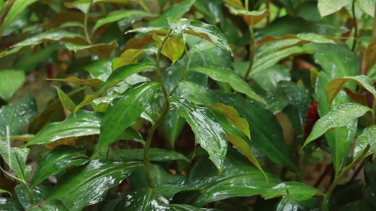 Rainy day in a park in singapore 