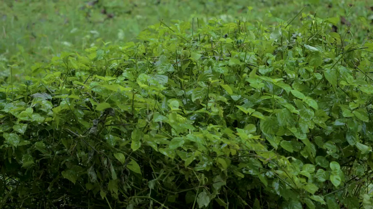 Shaky video of heavy rain falling over a leafy bush