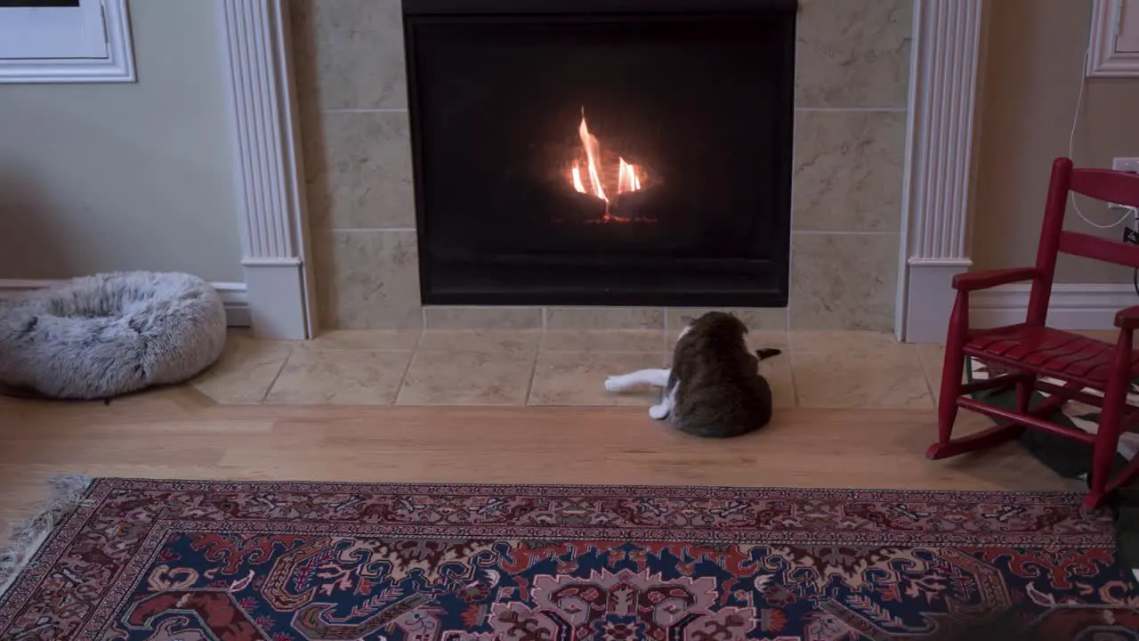 Pet cat grooming its fur by a warm fireplace