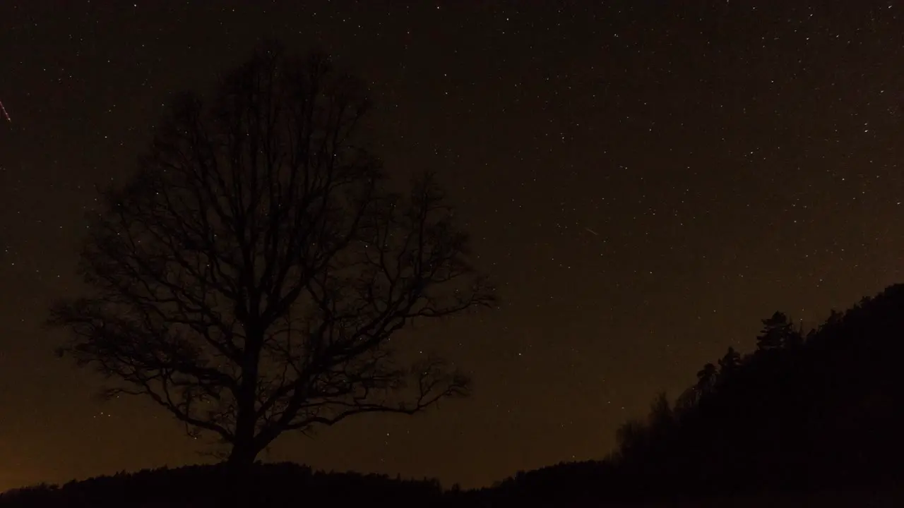 Lonely tree and clear sky with stars