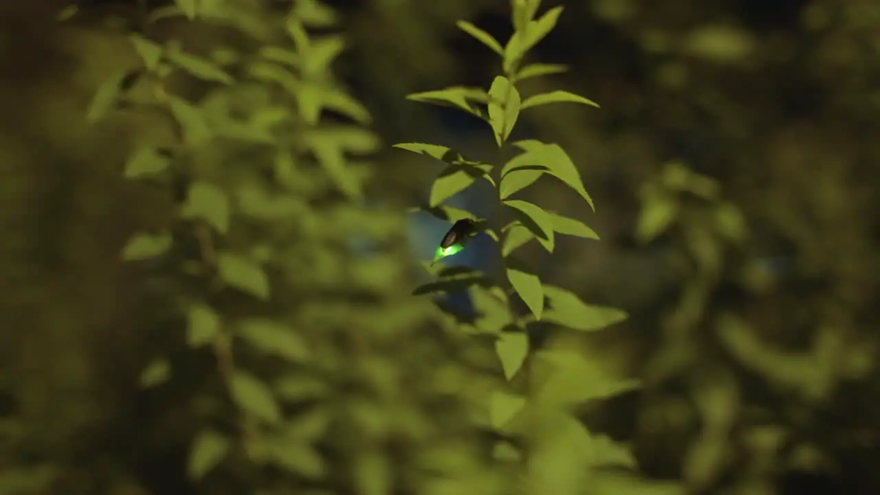 Luciola cruciata Japanese "Genji-Botaru" firefly at night glowing and flying away