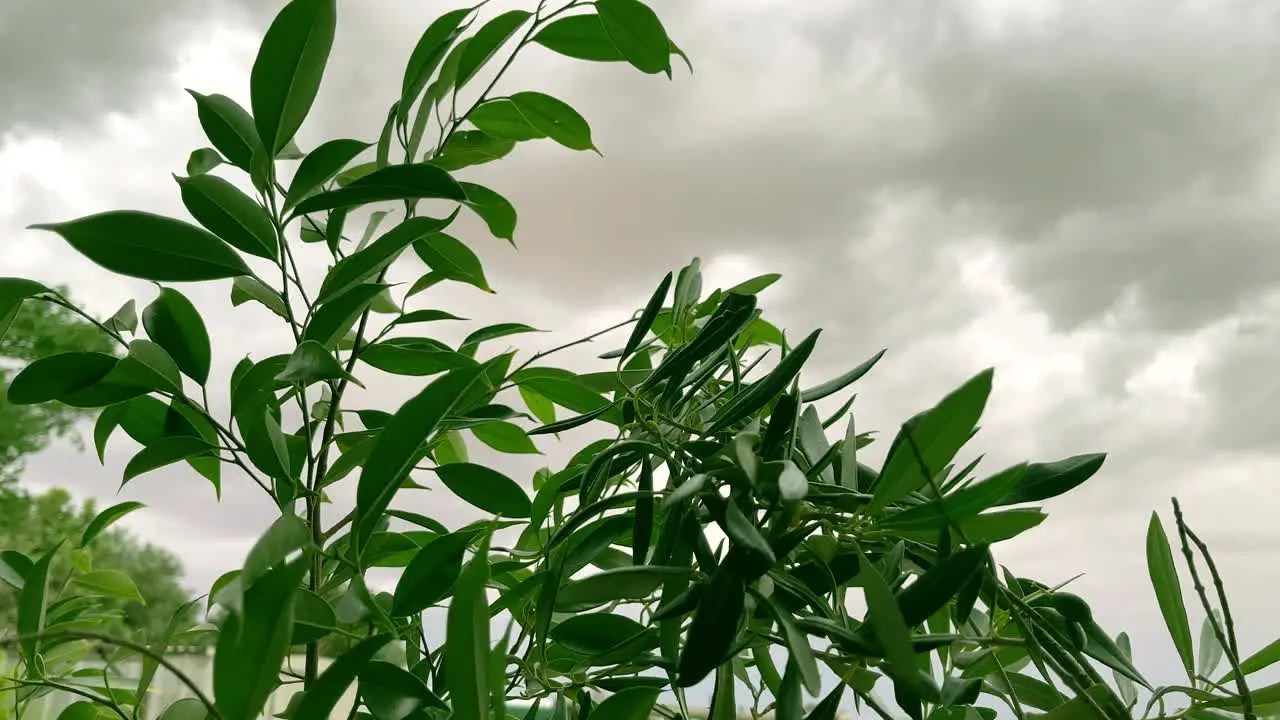 Green leaves in the wind under grey and stormy skies