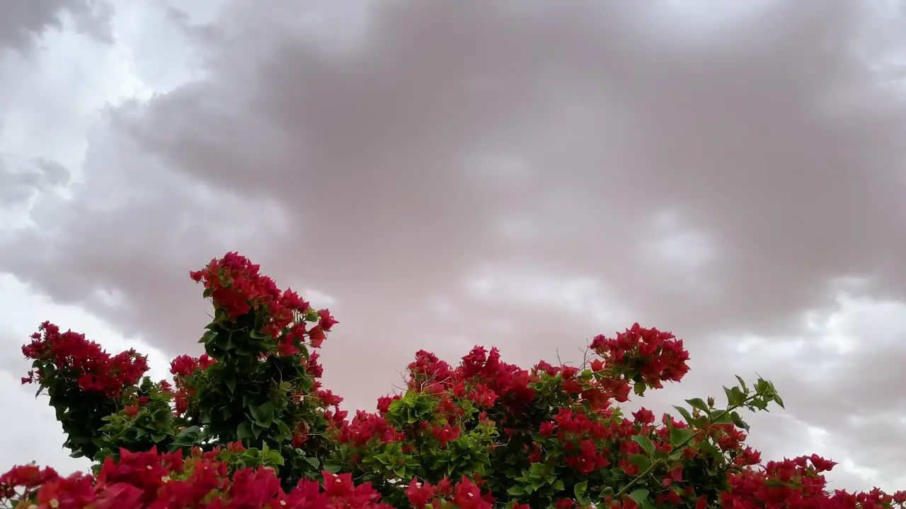 Red bushes sway in the wind under threatening stormy skies