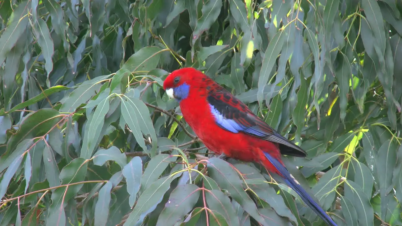 Australia Crimson Rosella In Tree Zoom In