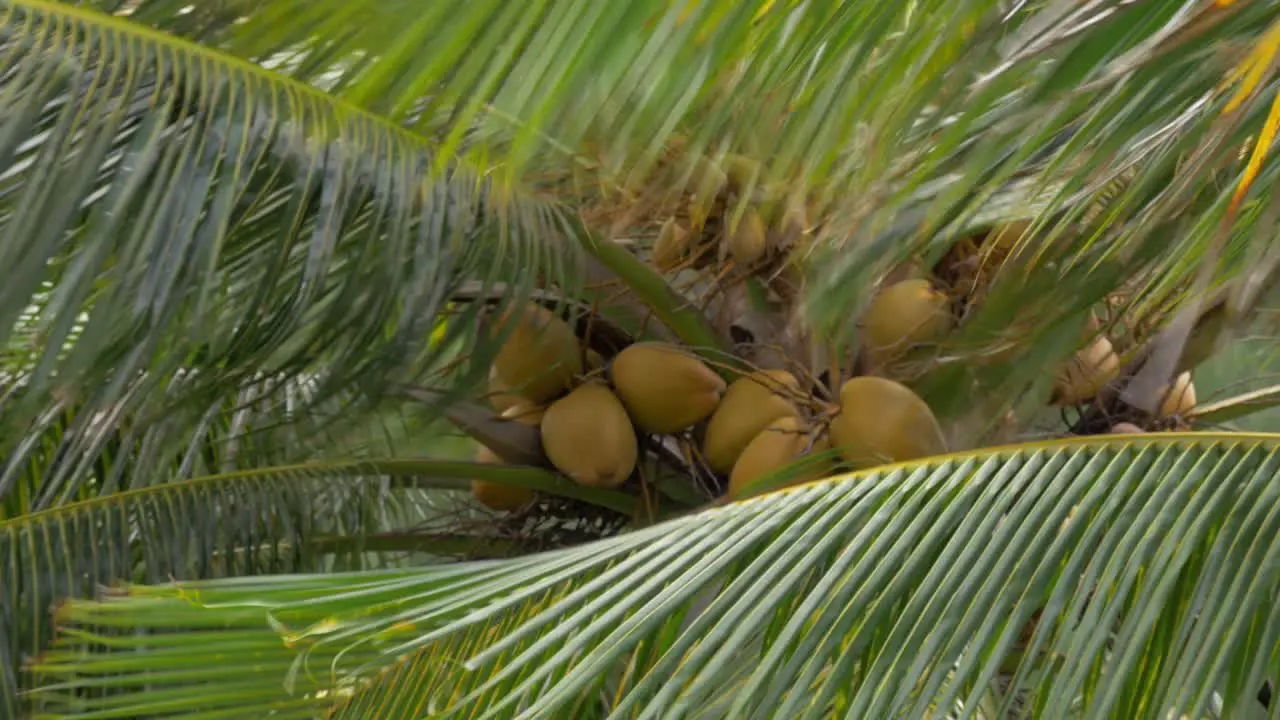 Palm with coconuts waving in the wind