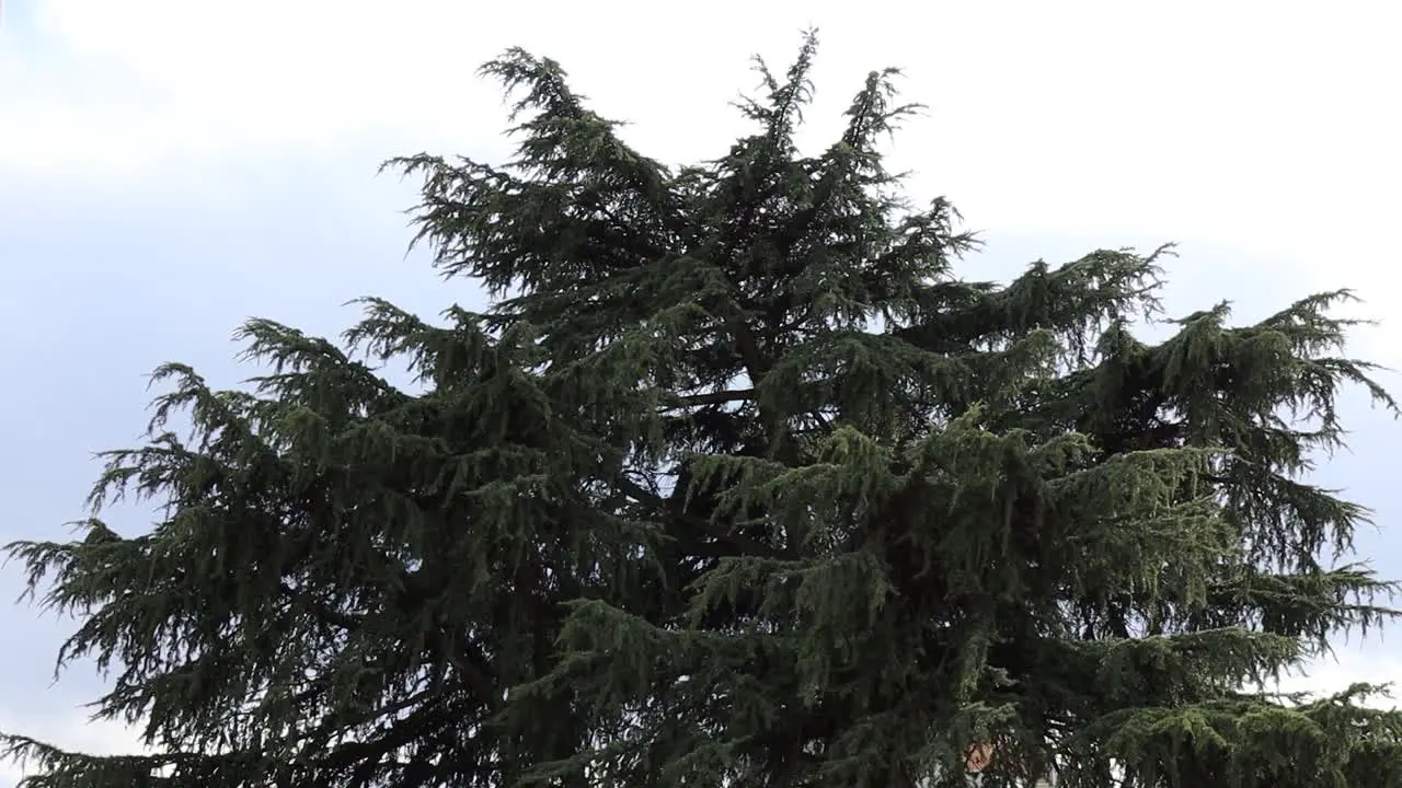 Firs in the cold winter wind