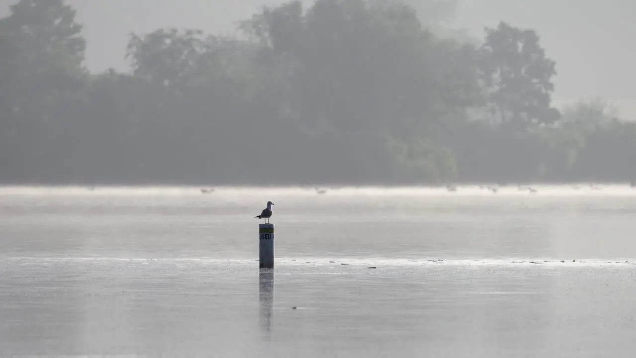 A seagull perched on a post in the water watching for its morning snack