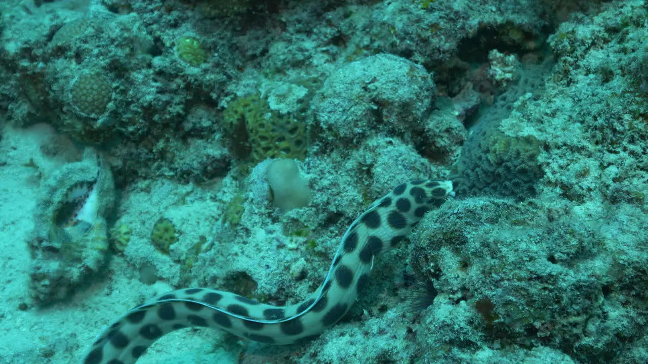 Cute Spotted Snake Eel looking for food on the reef