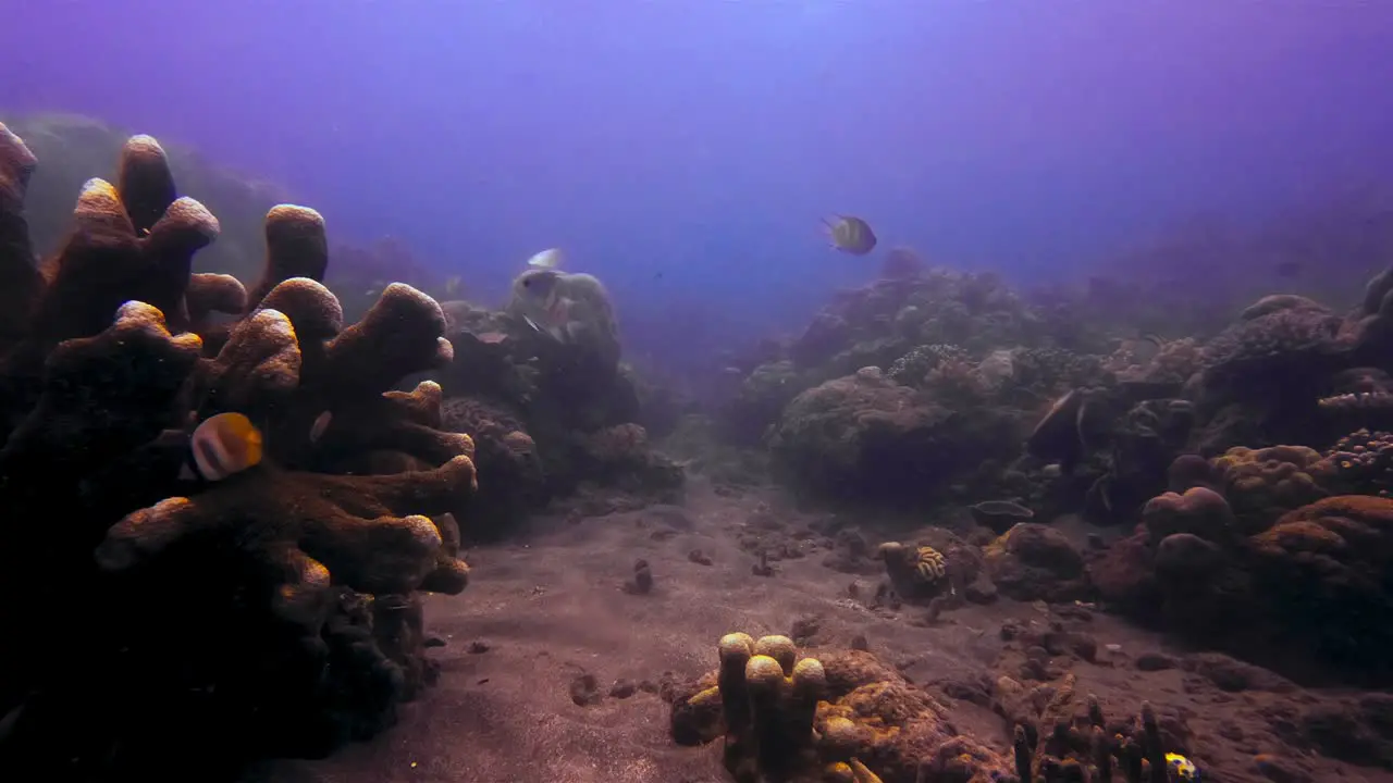 A thriving community of fish and reefs on the bottom of the ocean