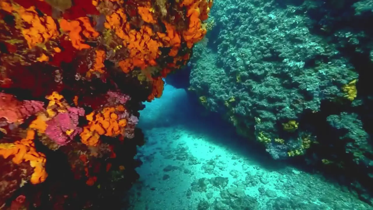 FPV of diver swimming underwater in the sea between a coral reef