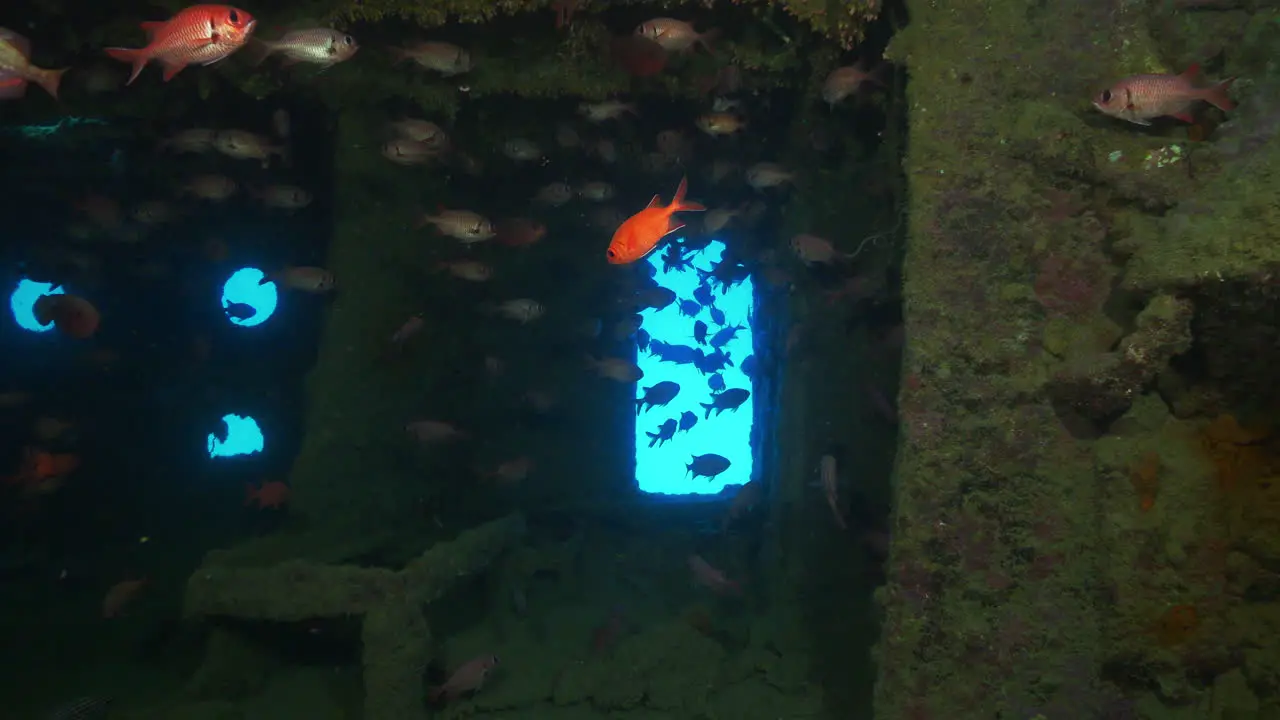 Incredible abandoned shipwreck full of marine life