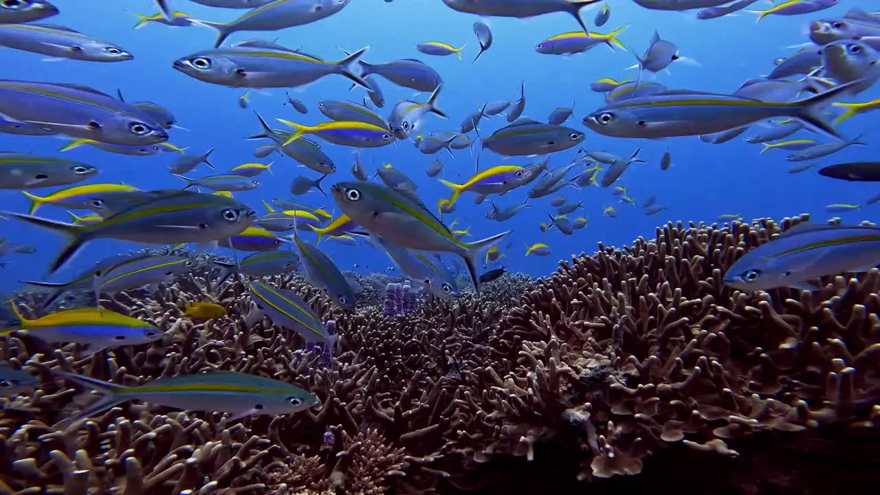 Breath-taking underwater landscape with colorful school of fish all over the lively coral reef garden