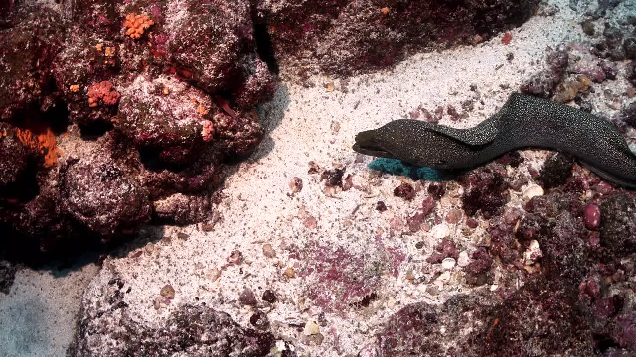 Large eel on ocean floor swimming