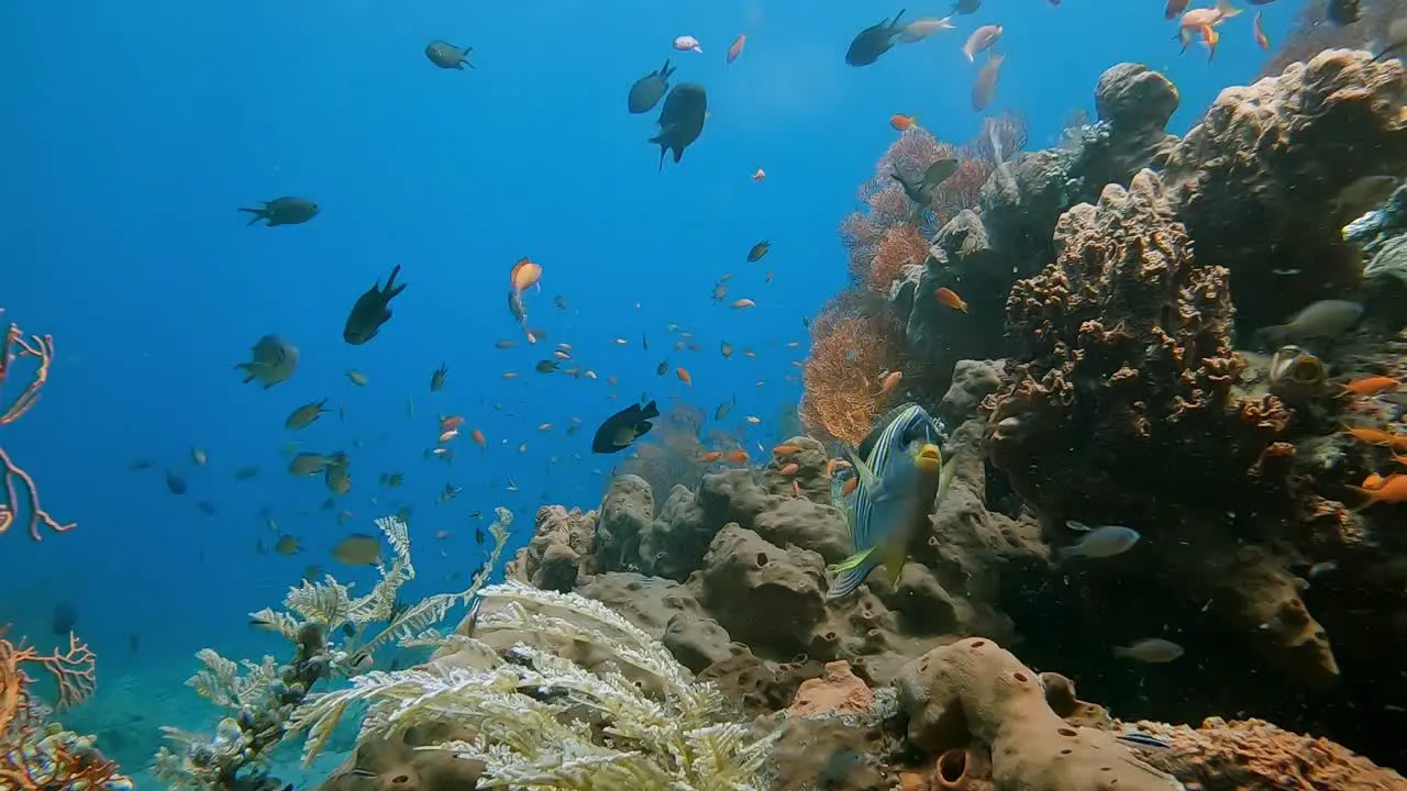 Healthy coral reef scene with colorful tropical reef fish