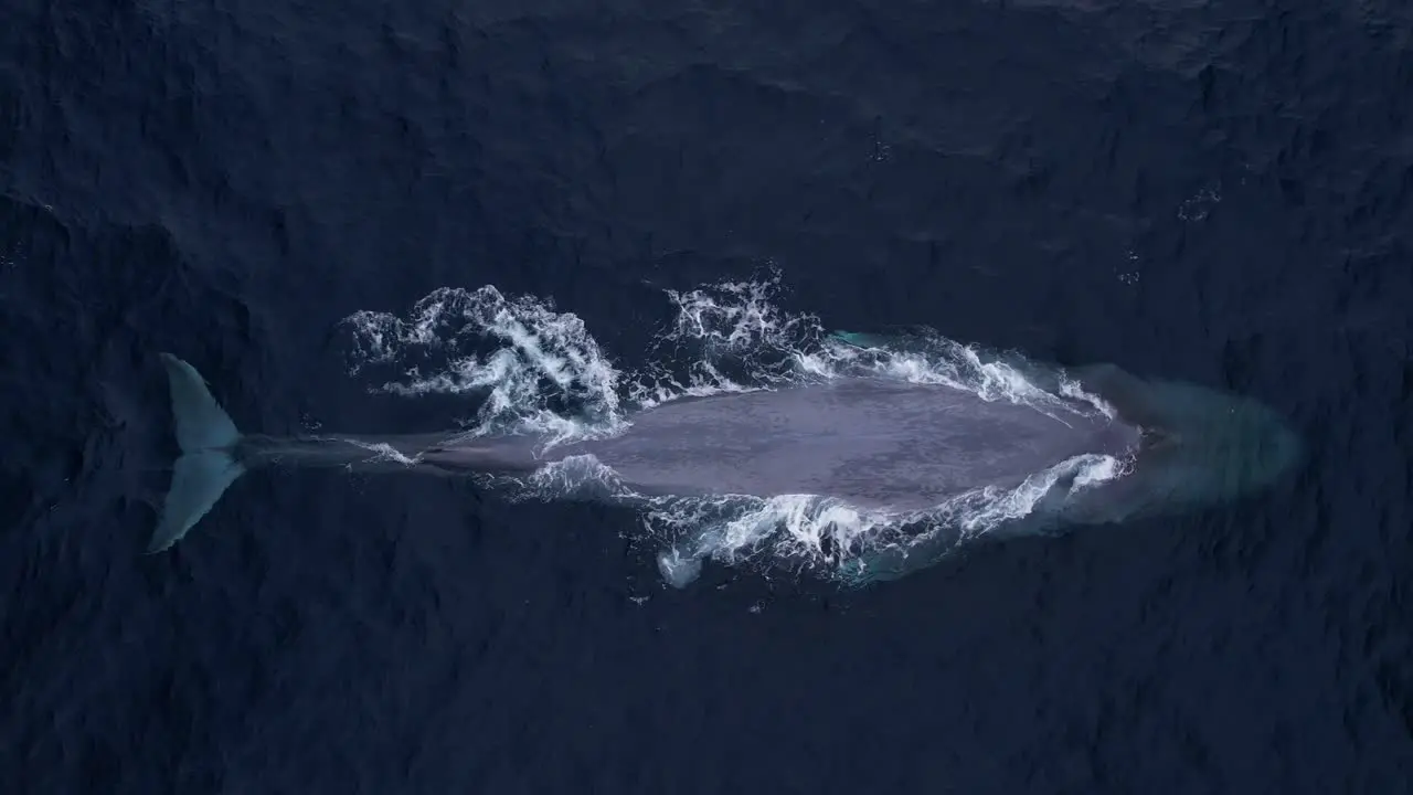 Blue Whale dives deep showing his fluke as it disappear into the deep waters off the California Coastline