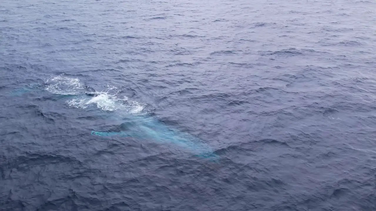 Blue Whales spouts up close from two different angles before diving deep into the Pacific Ocean