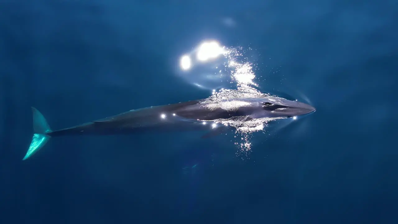 Sun Sparkling on a Fin Whale spouting in crystal clear waters near Dana Point located in Orange County California