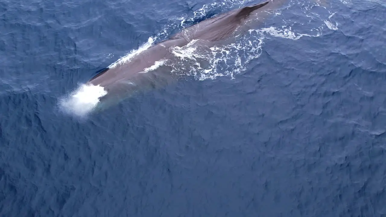 Extremely Rare footage of a Sperm Whale spouting off of Southern California near Dana Point California