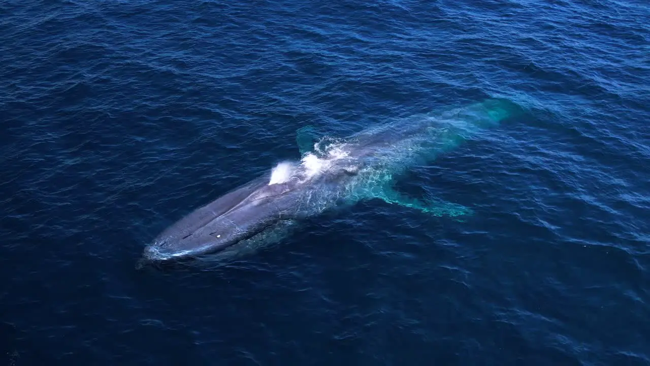 Blue Whales spouts a rainbow as it flukes into the deep blue Pacific Ocean near Dana Point California