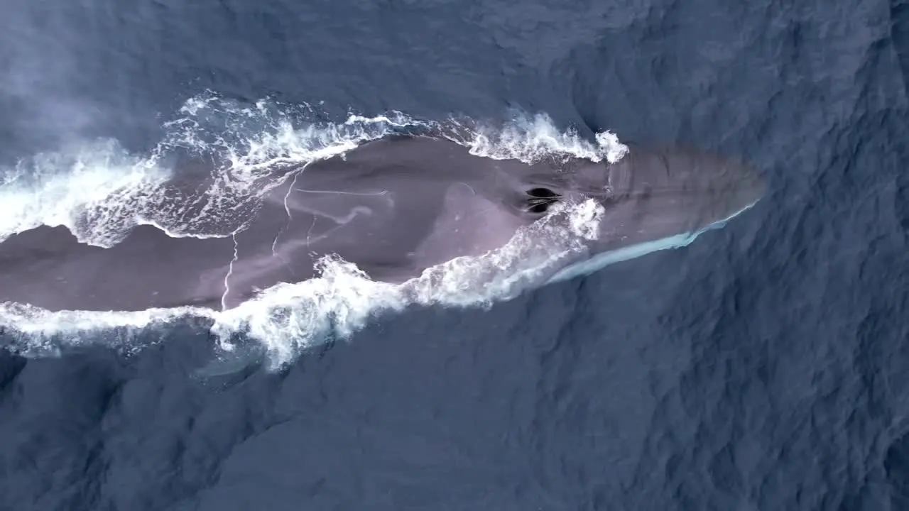 Fin Whales cruises along a whale watch boat to spout before diving deep off of Dana Point California