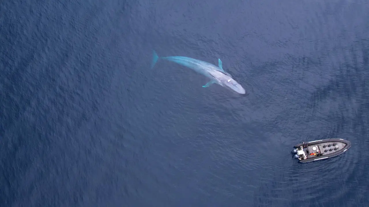 The world's Largest animal Blue Whale swims under a boat off of the Southern California Coastline in Dana Point