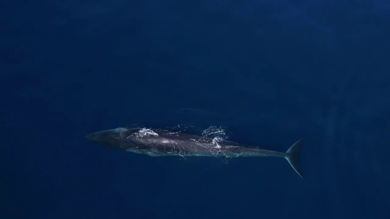 Fin Whale surfacing in calm waters near Southern California coastline off of Dana Point in Orange County