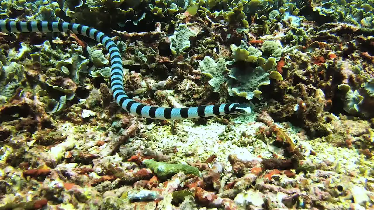 Banded sea snake swims towards camera on a colourful reef