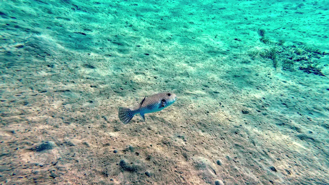 Underwater scene with a spotted fish swimming above sandy ocean floor in clear blue water