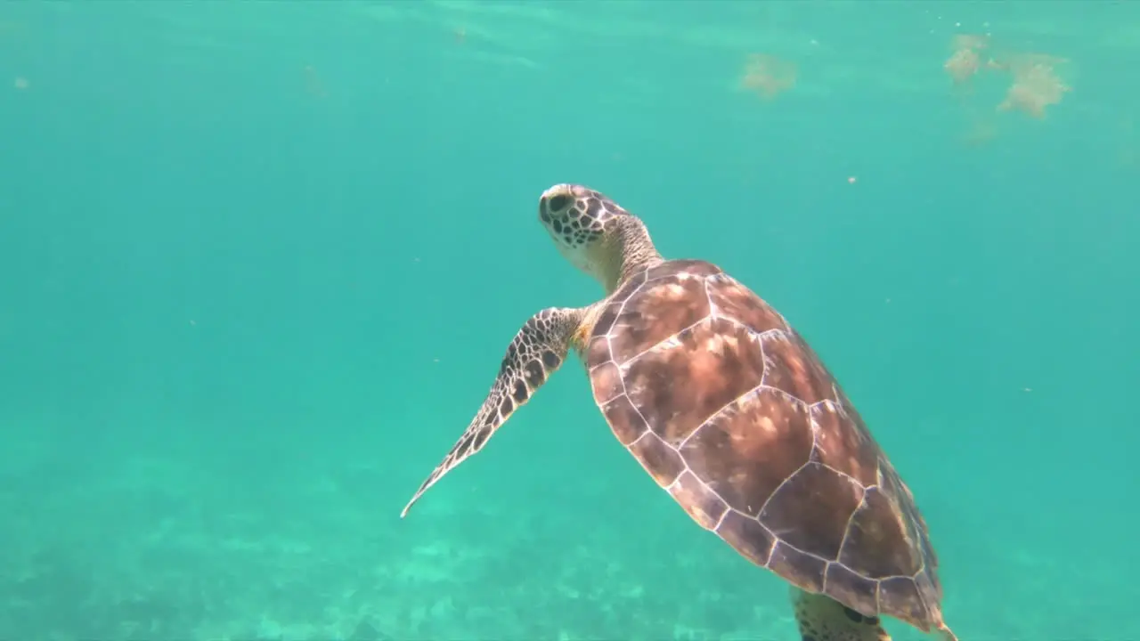 young Sea turtle swims by the camera to take a breath at the surface