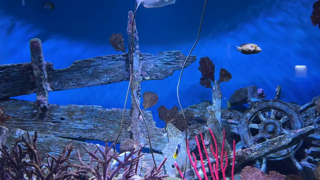 Underwater aquarium scene featuring fish with a sunken shipwreck decor creating the illusion of an ocean floor exploration